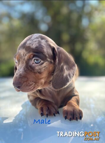 Purebred Miniature Dachshunds Short Haired