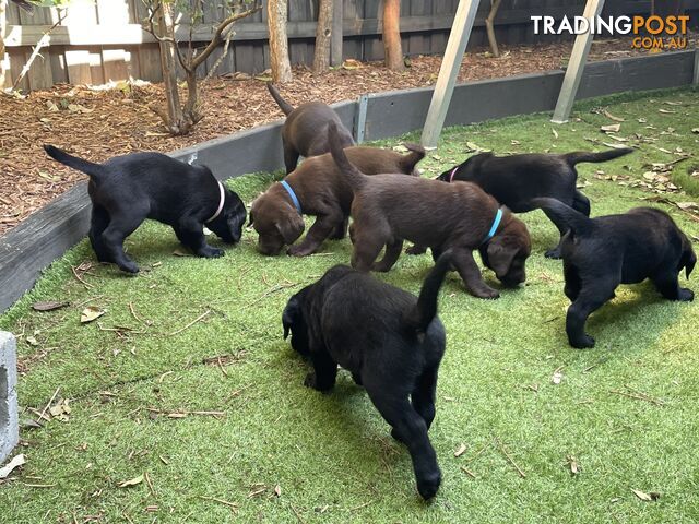 AVAILABLE NOW: DEVALOKA LABRADORS GORGEOUS CHOCOLATE &amp; BLACK PUPPIES