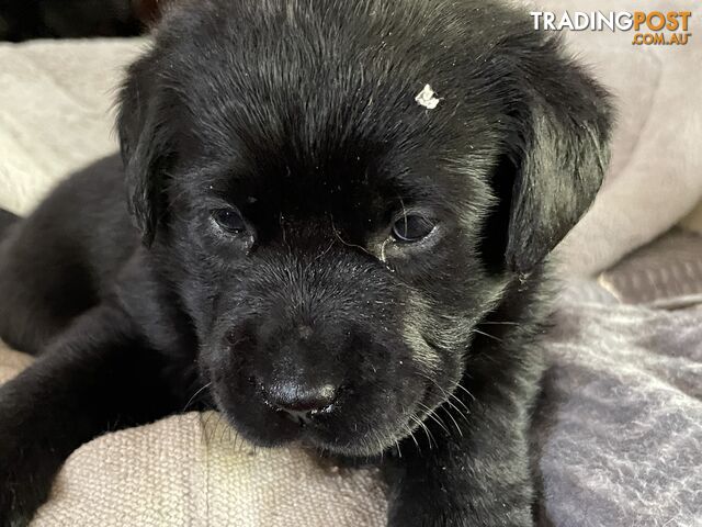 Gorgeous pedigree chocolate & black Labrador puppies for sale