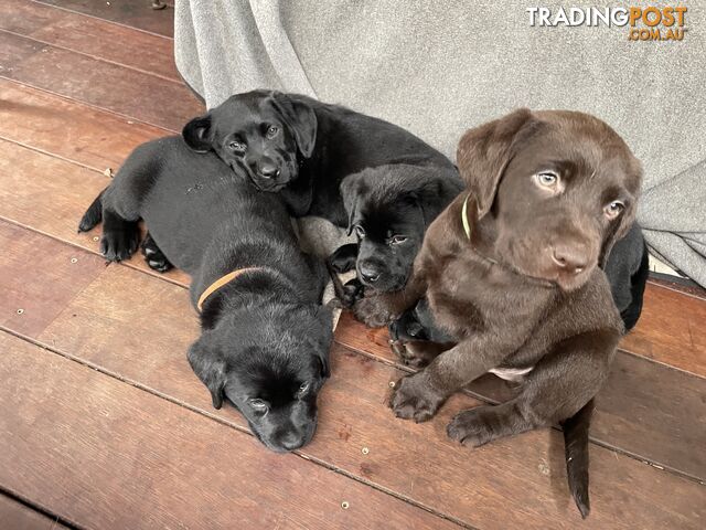 AVAILABLE NOW: DEVALOKA LABRADORS GORGEOUS CHOCOLATE &amp; BLACK PUPPIES