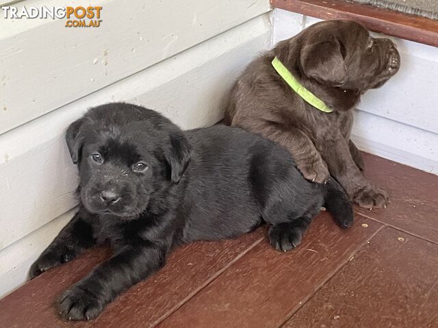 Gorgeous pedigree chocolate & black Labrador puppies for sale