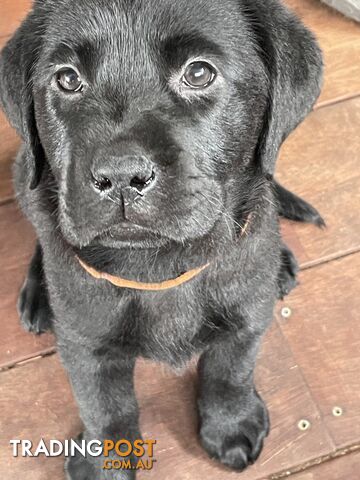 AVAILABLE NOW: DEVALOKA LABRADORS GORGEOUS CHOCOLATE &amp; BLACK PUPPIES