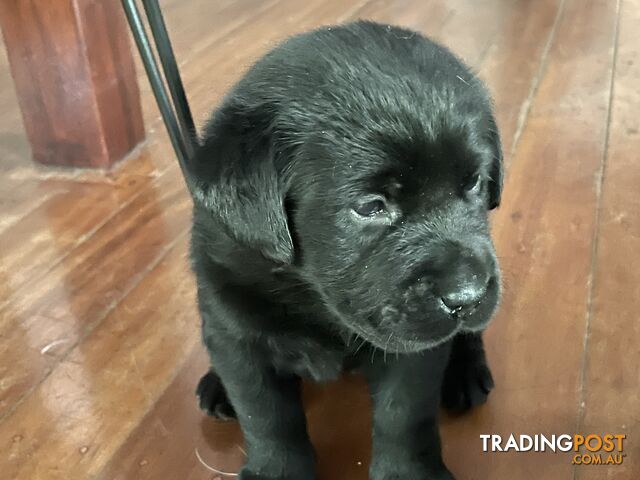 Gorgeous pedigree chocolate & black Labrador puppies for sale