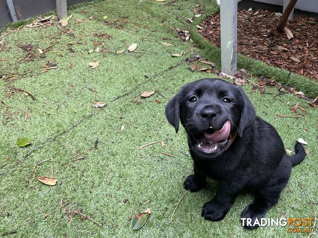 AVAILABLE NOW: DEVALOKA LABRADORS GORGEOUS CHOCOLATE &amp; BLACK PUPPIES