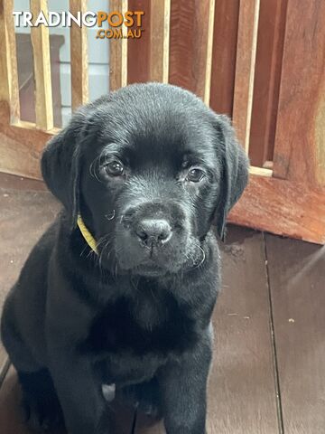 AVAILABLE NOW: DEVALOKA LABRADORS GORGEOUS CHOCOLATE &amp; BLACK PUPPIES