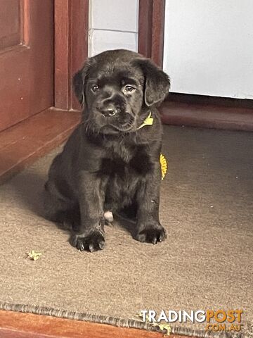 Gorgeous pedigree chocolate & black Labrador puppies for sale