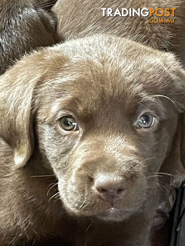 AVAILABLE NOW: DEVALOKA LABRADORS GORGEOUS CHOCOLATE &amp; BLACK PUPPIES