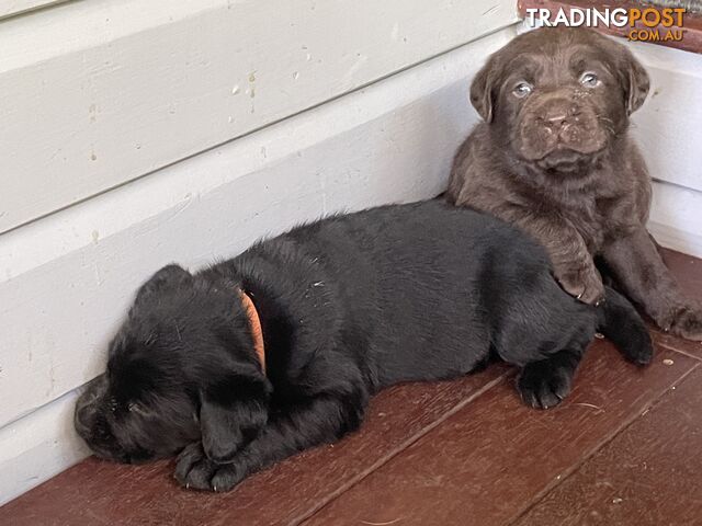 Gorgeous pedigree chocolate & black Labrador puppies for sale