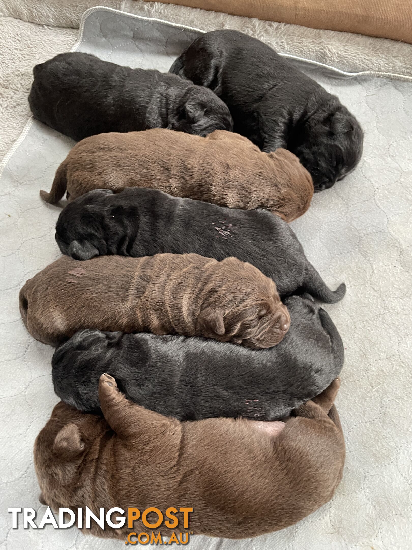 Gorgeous pedigree chocolate and black Labrador puppies for sale