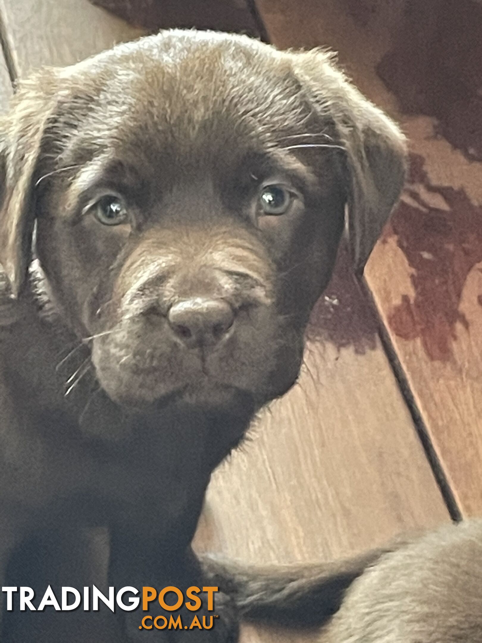 Gorgeous pedigree chocolate and black Labrador puppies for sale