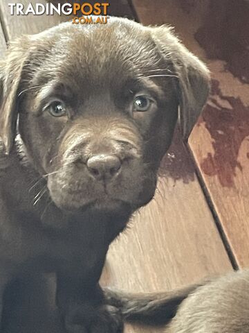 Gorgeous pedigree chocolate and black Labrador puppies for sale