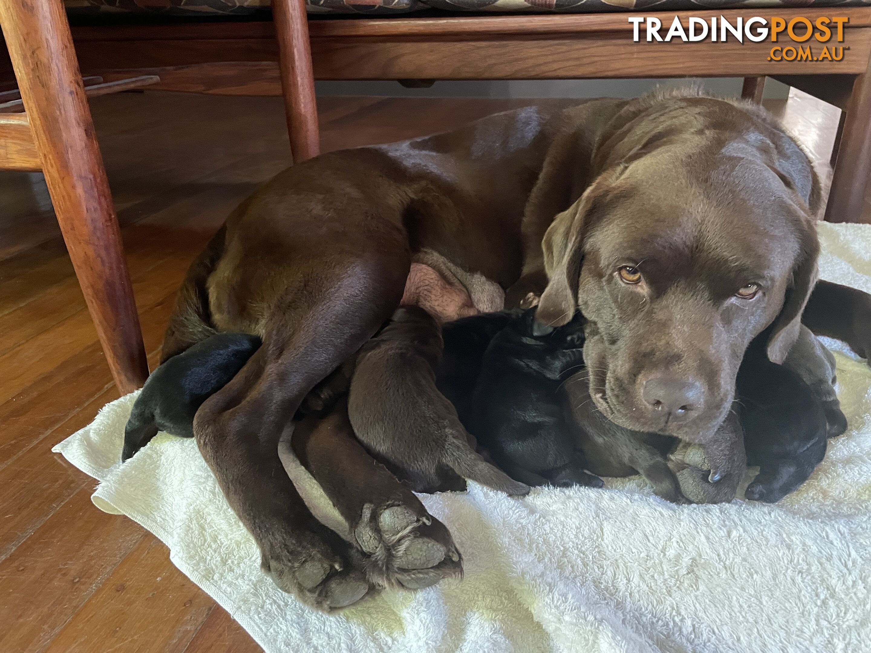 Gorgeous pedigree chocolate and black Labrador puppies for sale