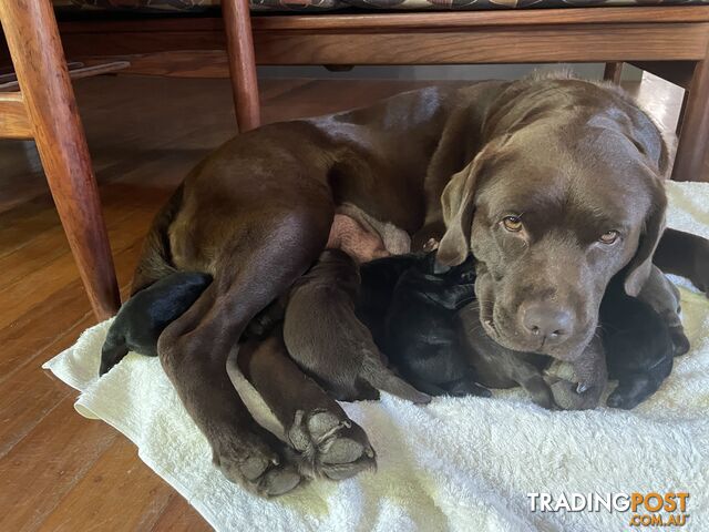 Gorgeous pedigree chocolate and black Labrador puppies for sale