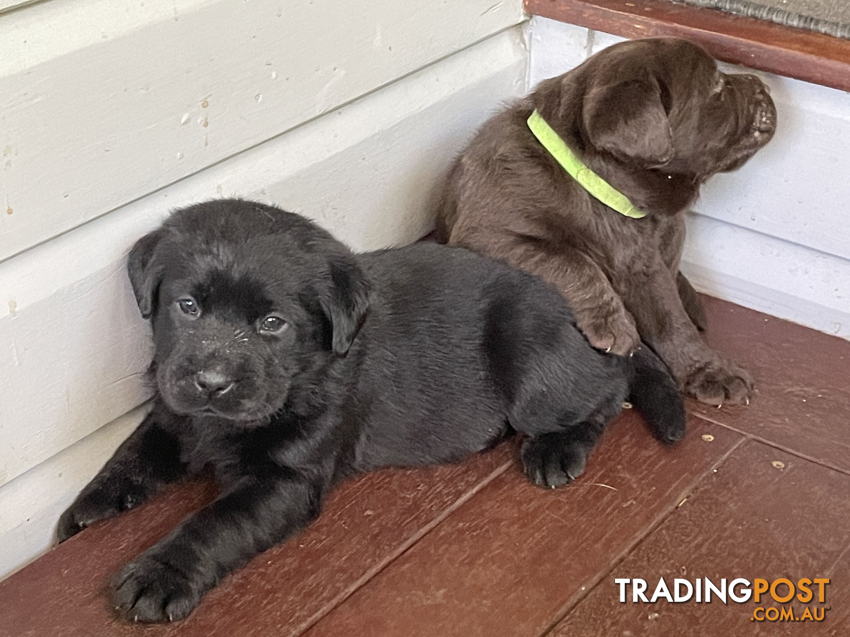 Gorgeous pedigree chocolate and black Labrador puppies for sale