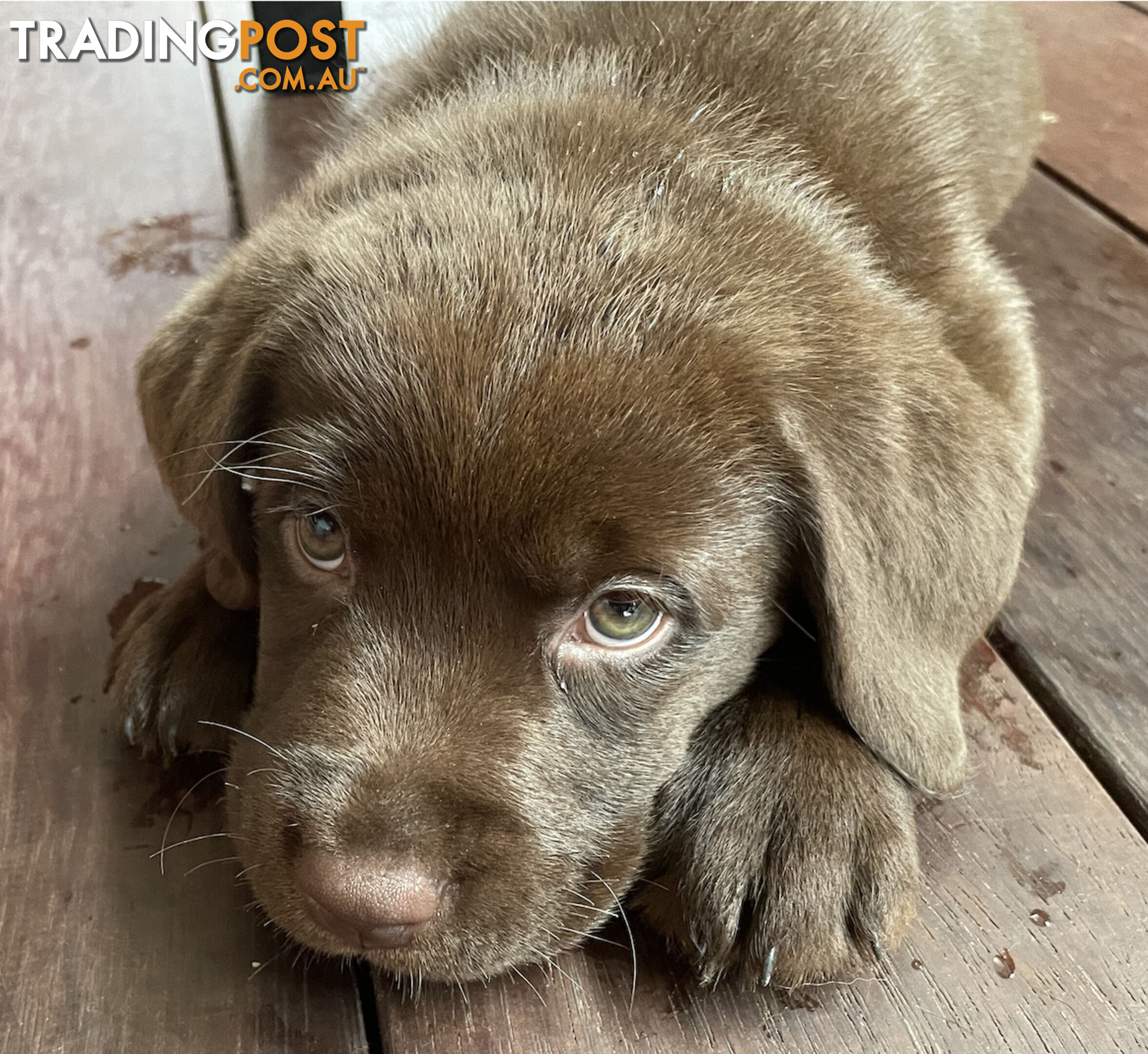 Gorgeous pedigree chocolate and black Labrador puppies for sale