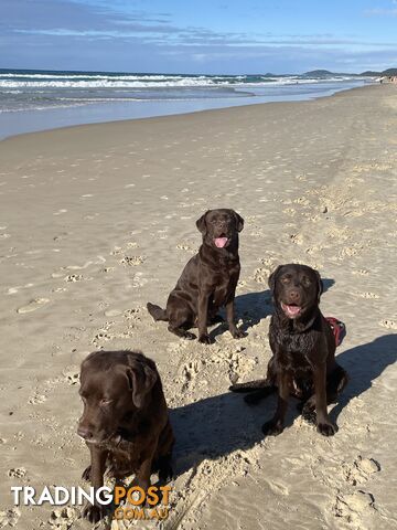 Gorgeous pedigree chocolate and black Labrador puppies for sale