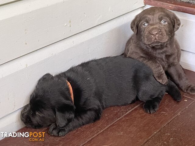 Gorgeous pedigree chocolate and black Labrador puppies for sale