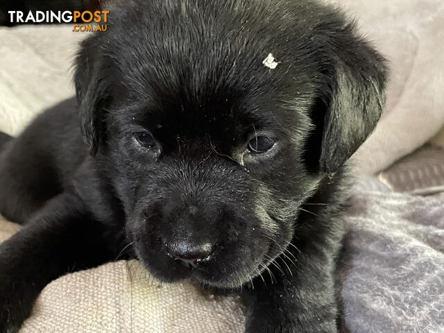 Gorgeous pedigree chocolate and black Labrador puppies for sale