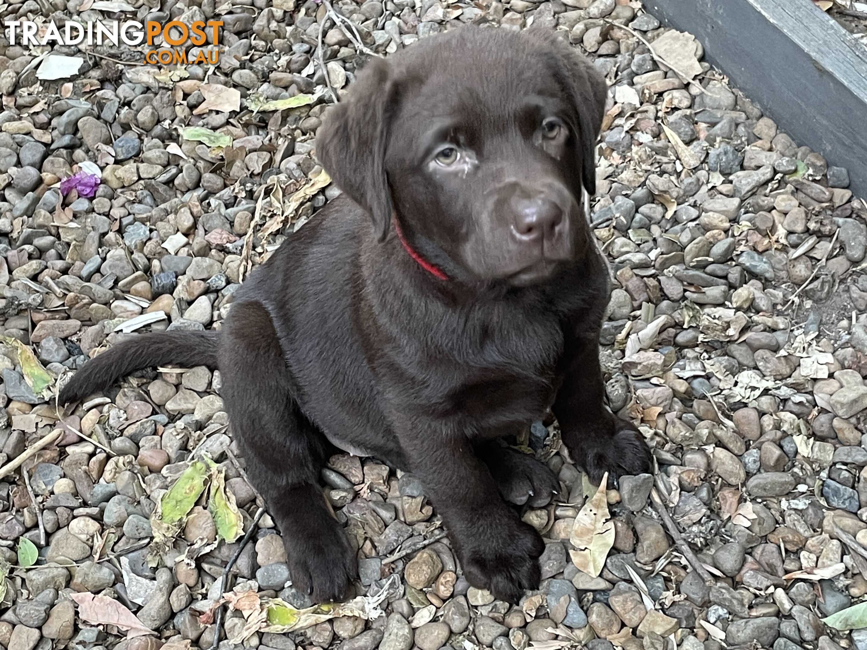 Gorgeous pedigree chocolate and black Labrador puppies for sale