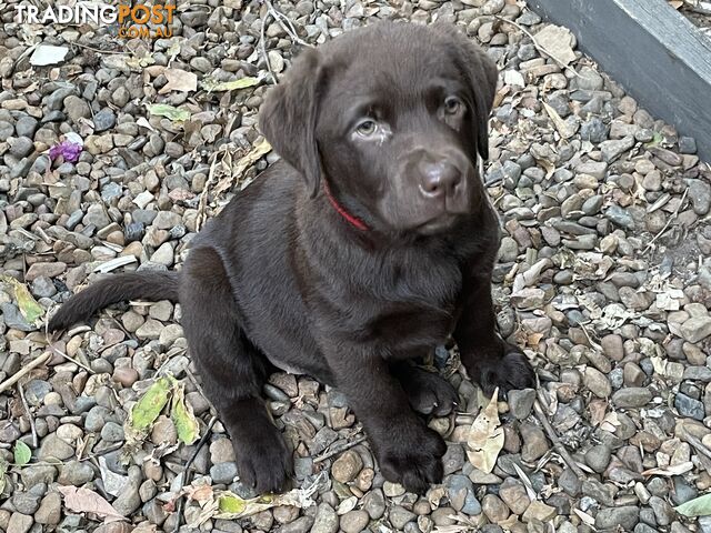 Gorgeous pedigree chocolate and black Labrador puppies for sale