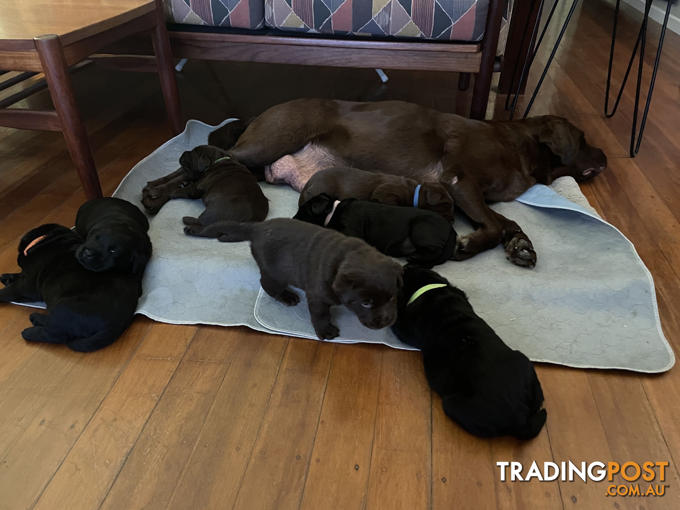 Gorgeous pedigree chocolate and black Labrador puppies for sale