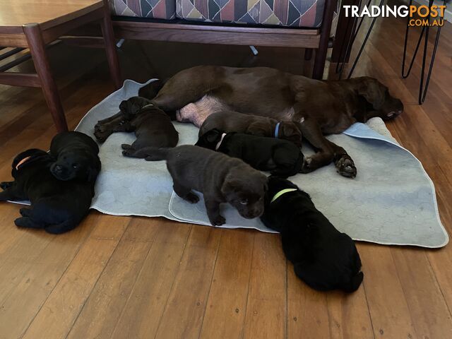 Gorgeous pedigree chocolate and black Labrador puppies for sale