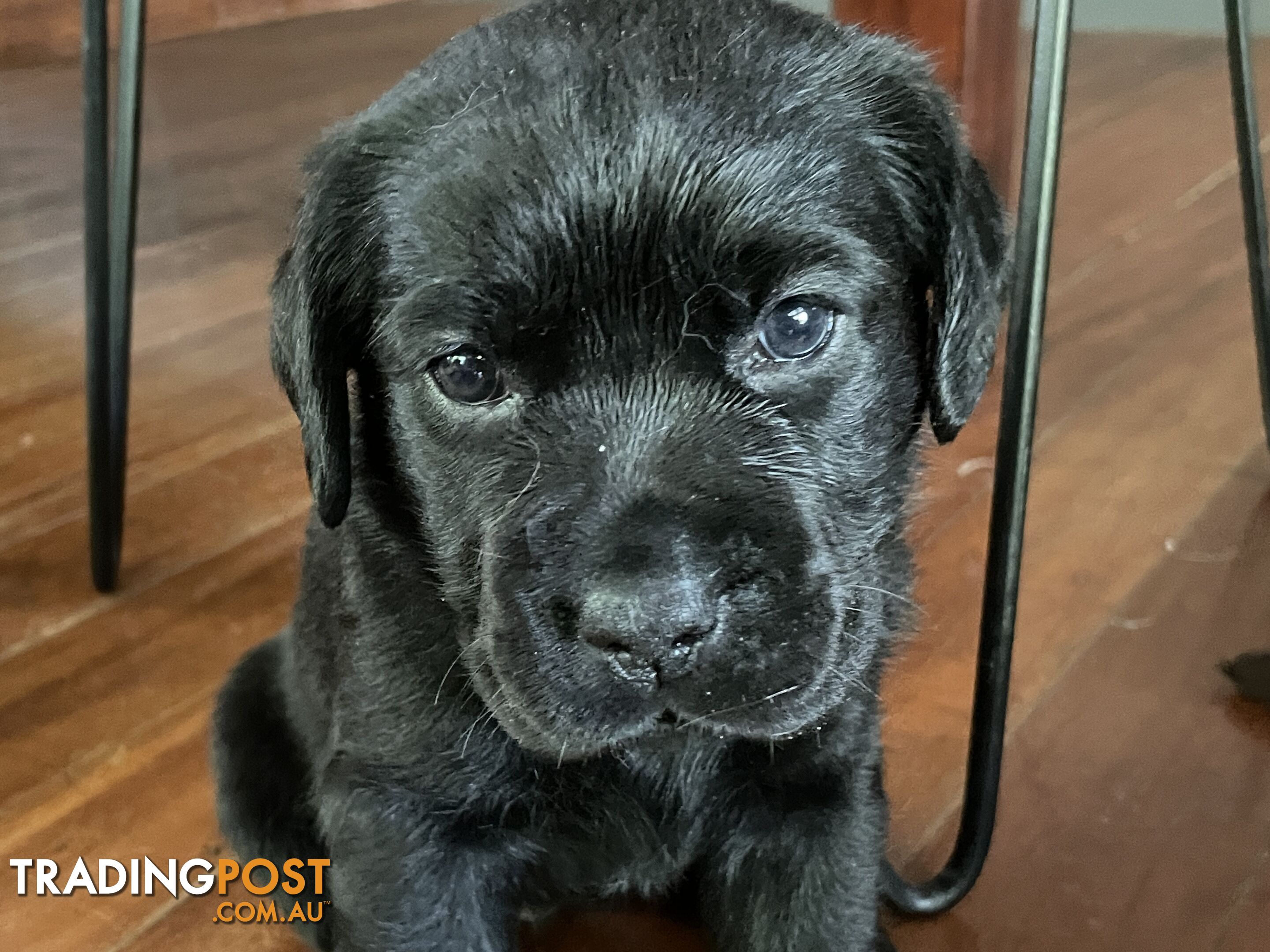 Gorgeous pedigree chocolate and black Labrador puppies for sale