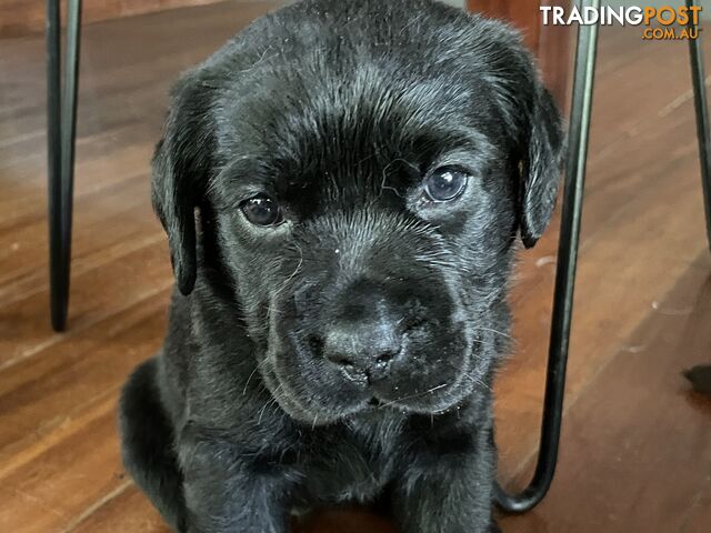 Gorgeous pedigree chocolate and black Labrador puppies for sale