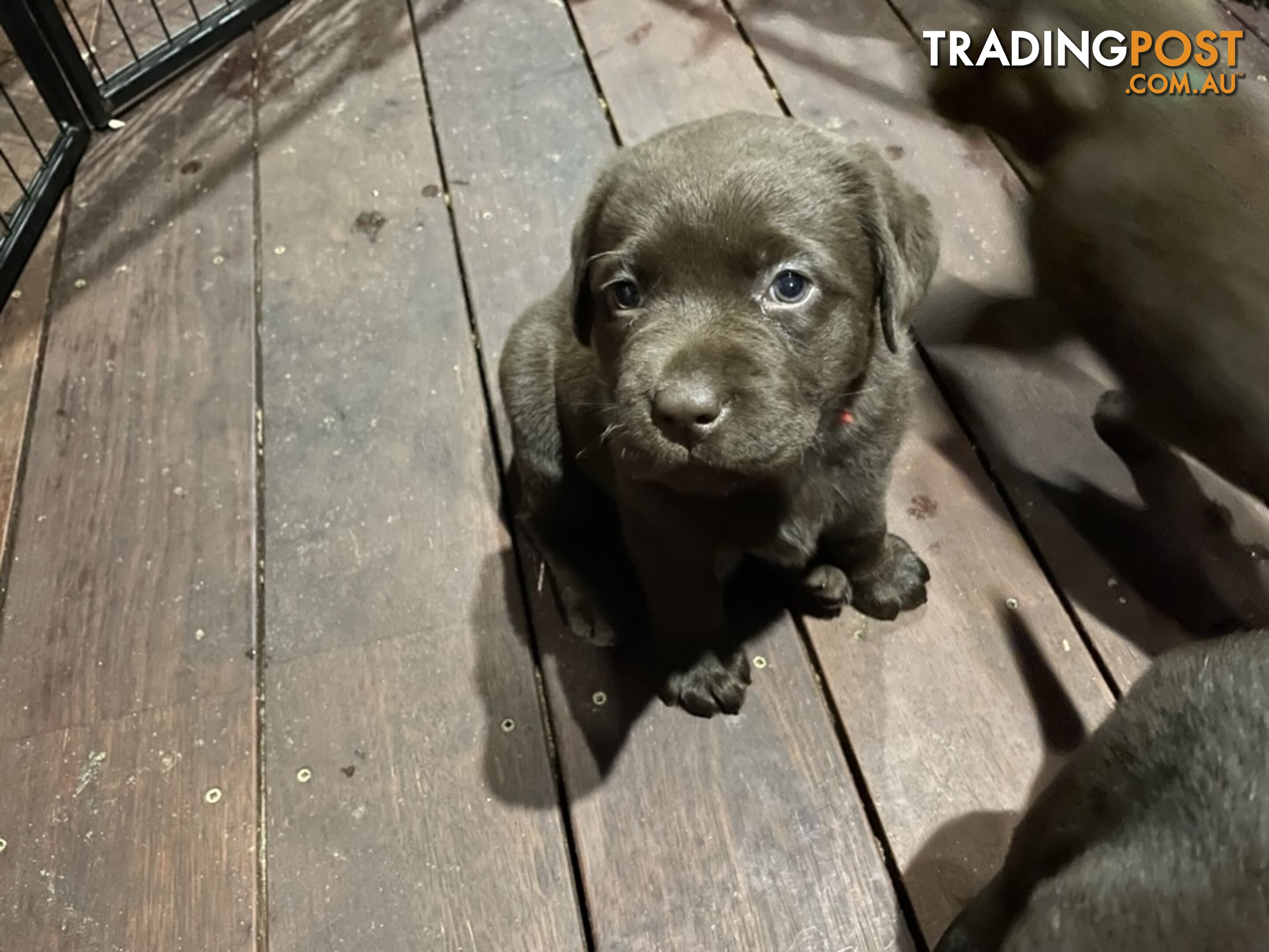 Gorgeous pedigree chocolate and black Labrador puppies for sale