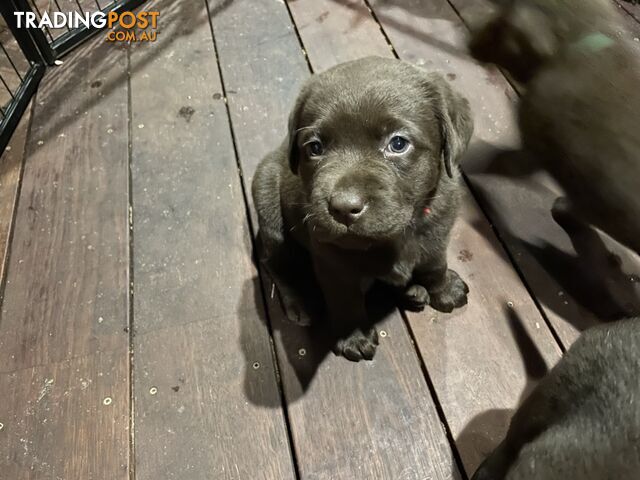 Gorgeous pedigree chocolate and black Labrador puppies for sale