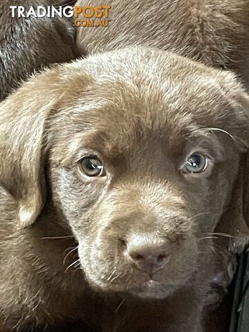 Gorgeous pedigree chocolate and black Labrador puppies for sale