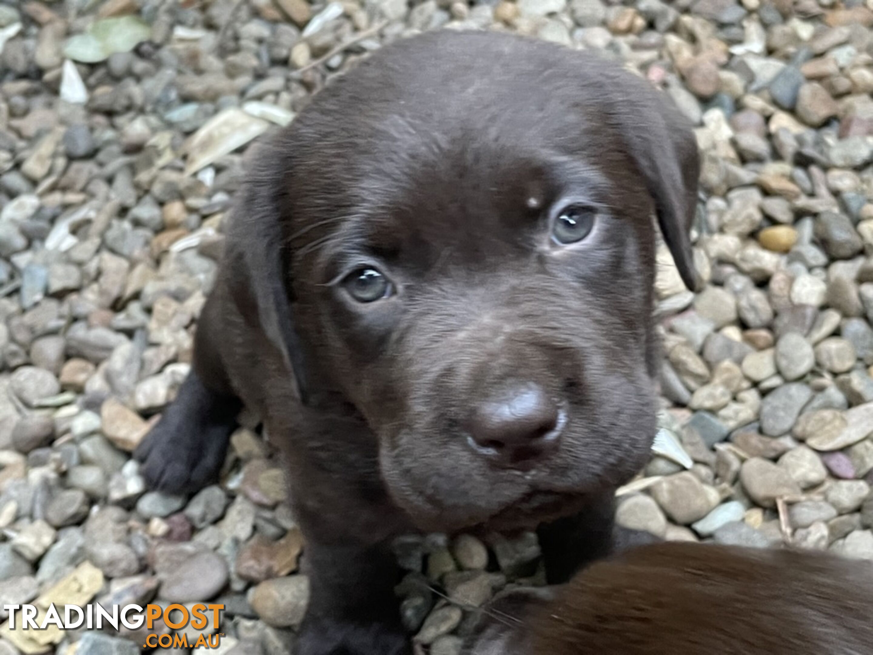 Gorgeous pedigree chocolate and black Labrador puppies for sale