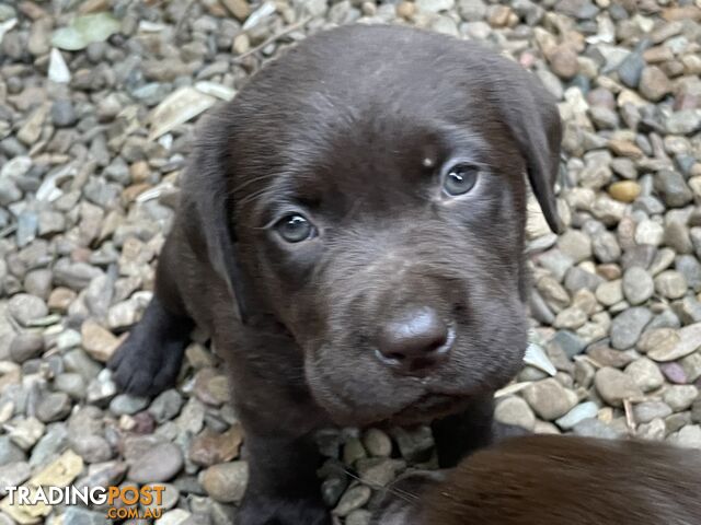 Gorgeous pedigree chocolate and black Labrador puppies for sale