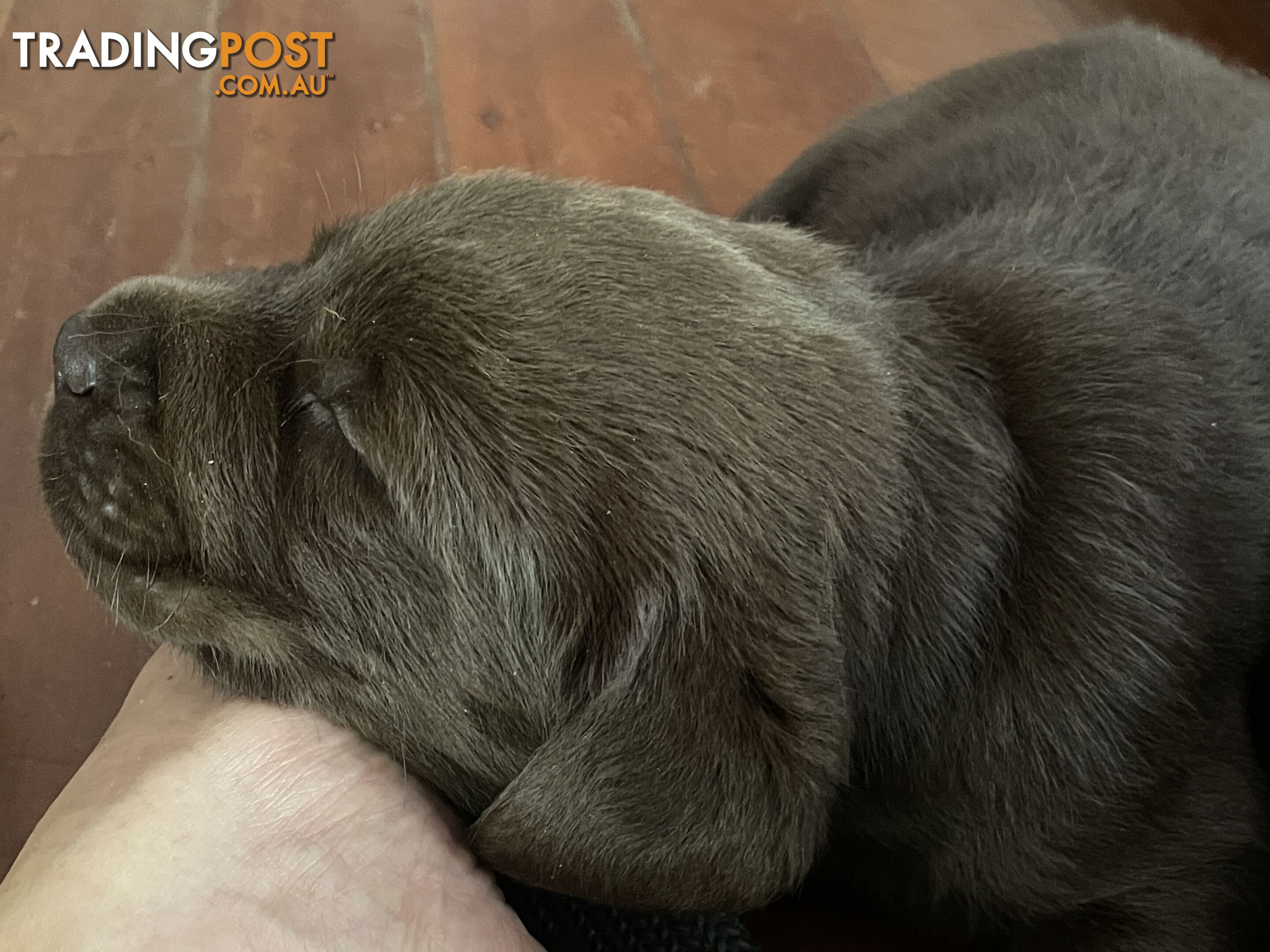 Gorgeous pedigree chocolate and black Labrador puppies for sale