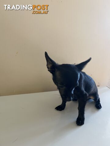 WEEKEND SPECIAL ONLY RING  TWO PUPPIES FEMALE AND MALE CHIHUAHUAS