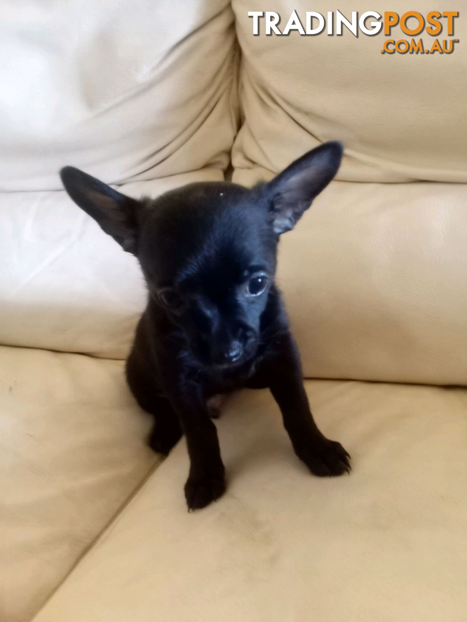 Two Chihuahuas puppies