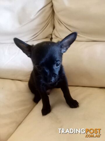 Two Chihuahuas puppies