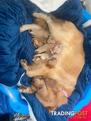 Beautiful Purebred golden retriever puppies - photo 5 of 15