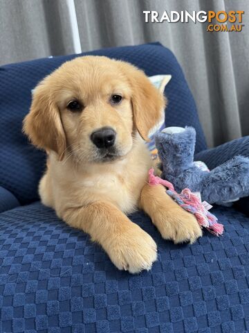 Beautiful Purebred golden retriever puppies