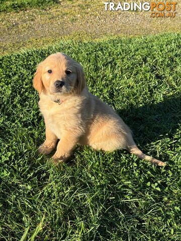 Beautiful Purebred golden retriever puppies
