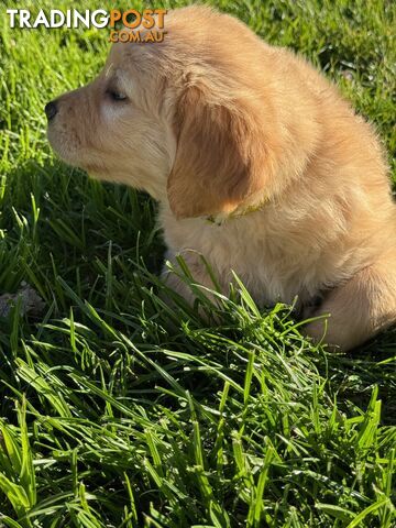 Beautiful Purebred golden retriever puppies - photo 2 of 15