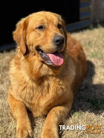 Beautiful Purebred golden retriever puppies - photo 4 of 15