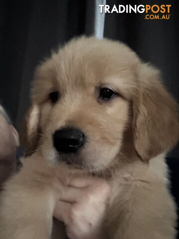 Beautiful Purebred golden retriever puppies