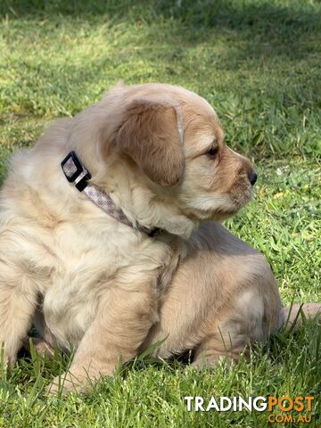 Labradoodle pups