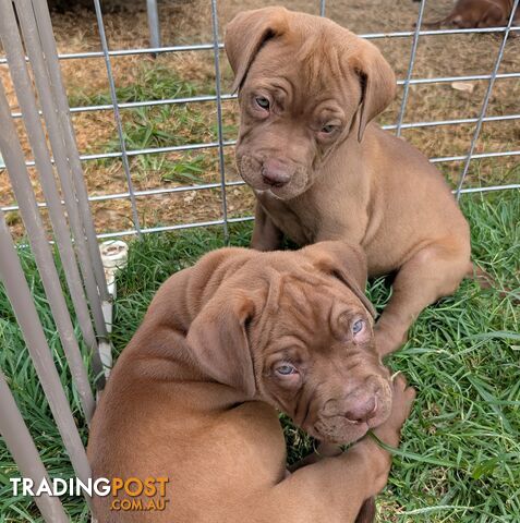 Ultimate Mastiff puppies (French X Neo mastiff)