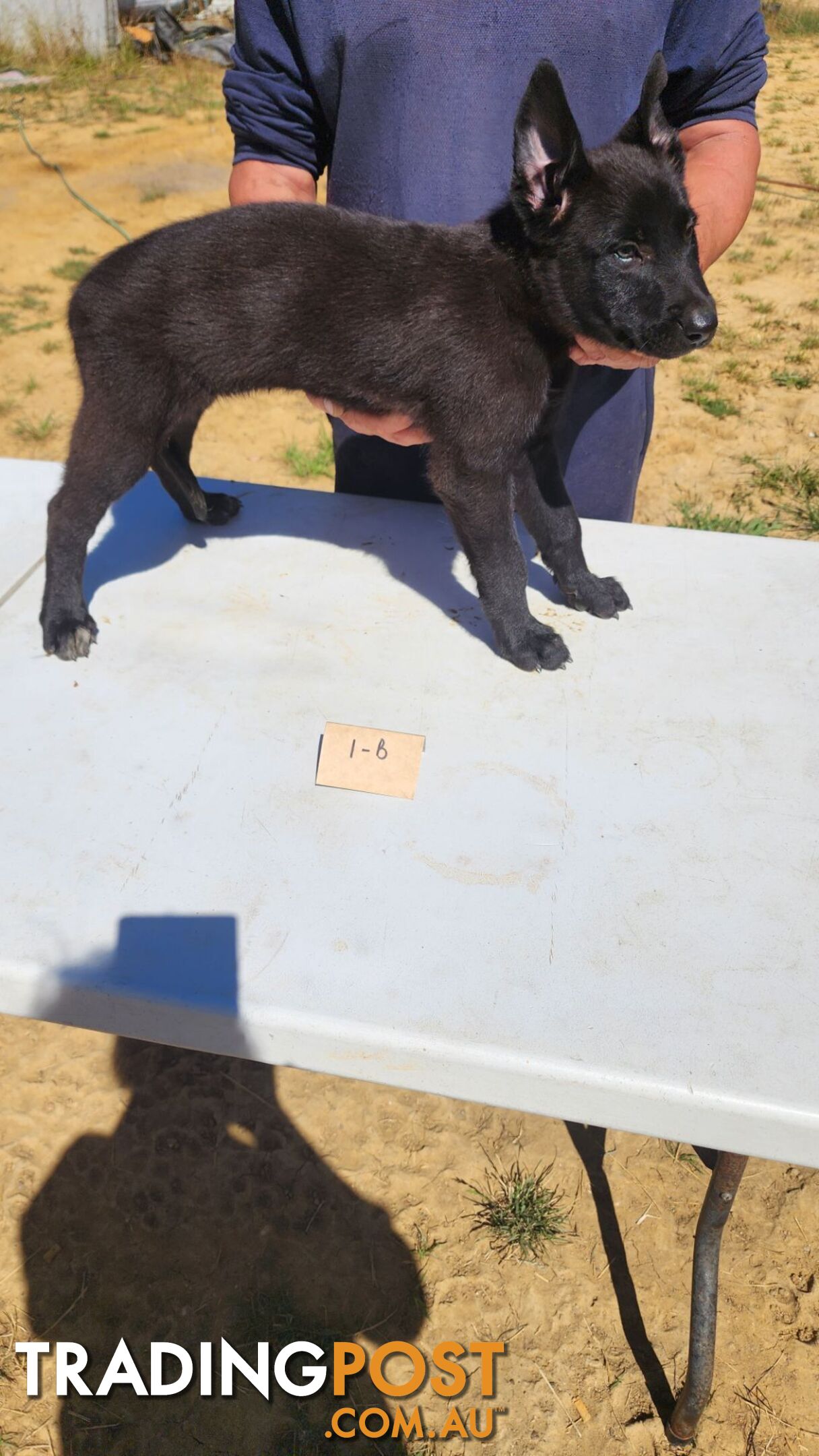 Dutch Shepherd Puppies - Belgian Shepherd/ Malinois