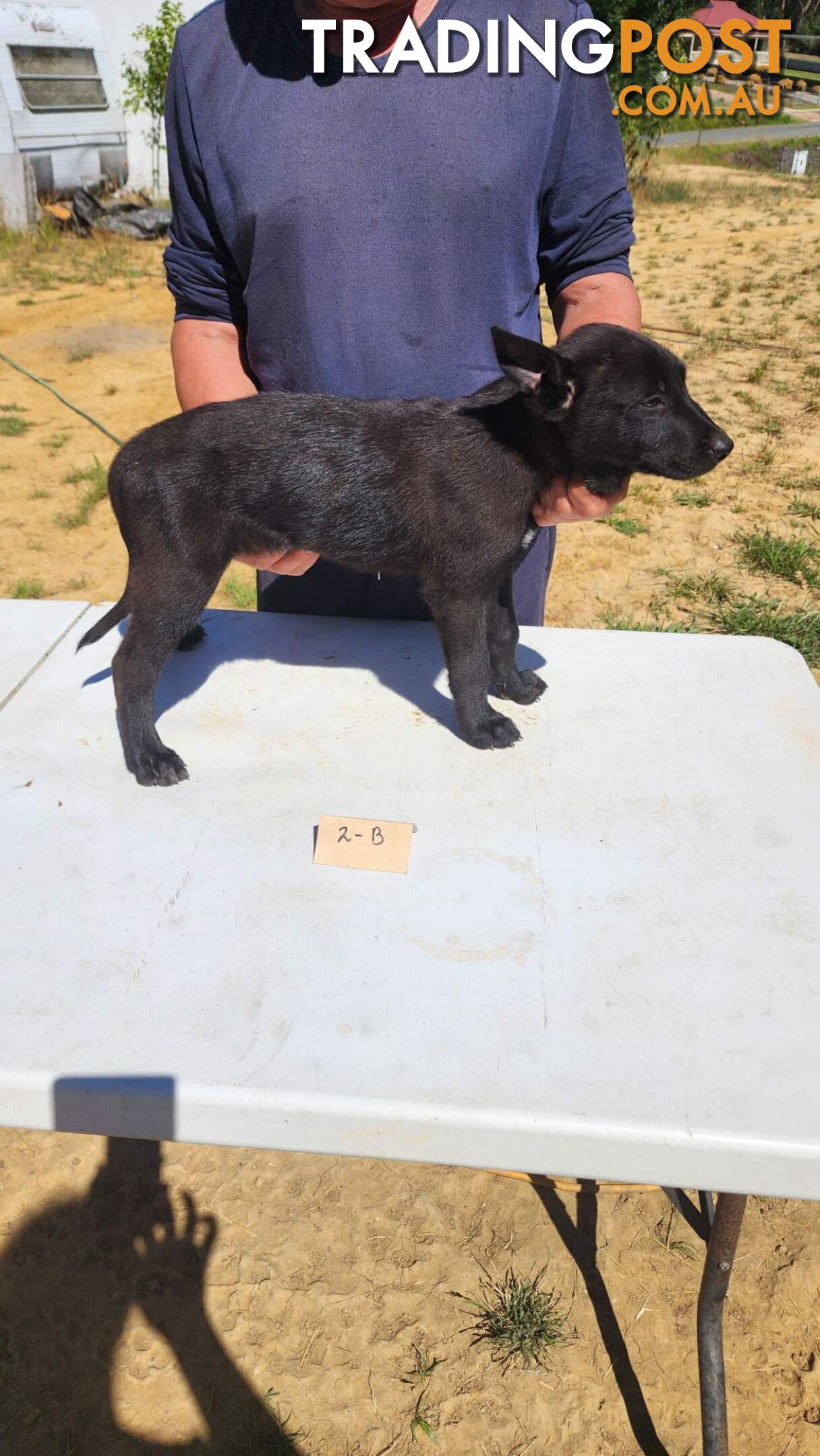 Dutch Shepherd Puppies - Belgian Shepherd/ Malinois