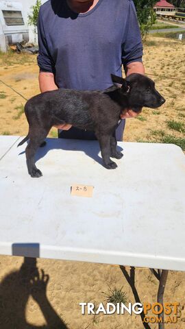 Dutch Shepherd Puppies - Belgian Shepherd/ Malinois