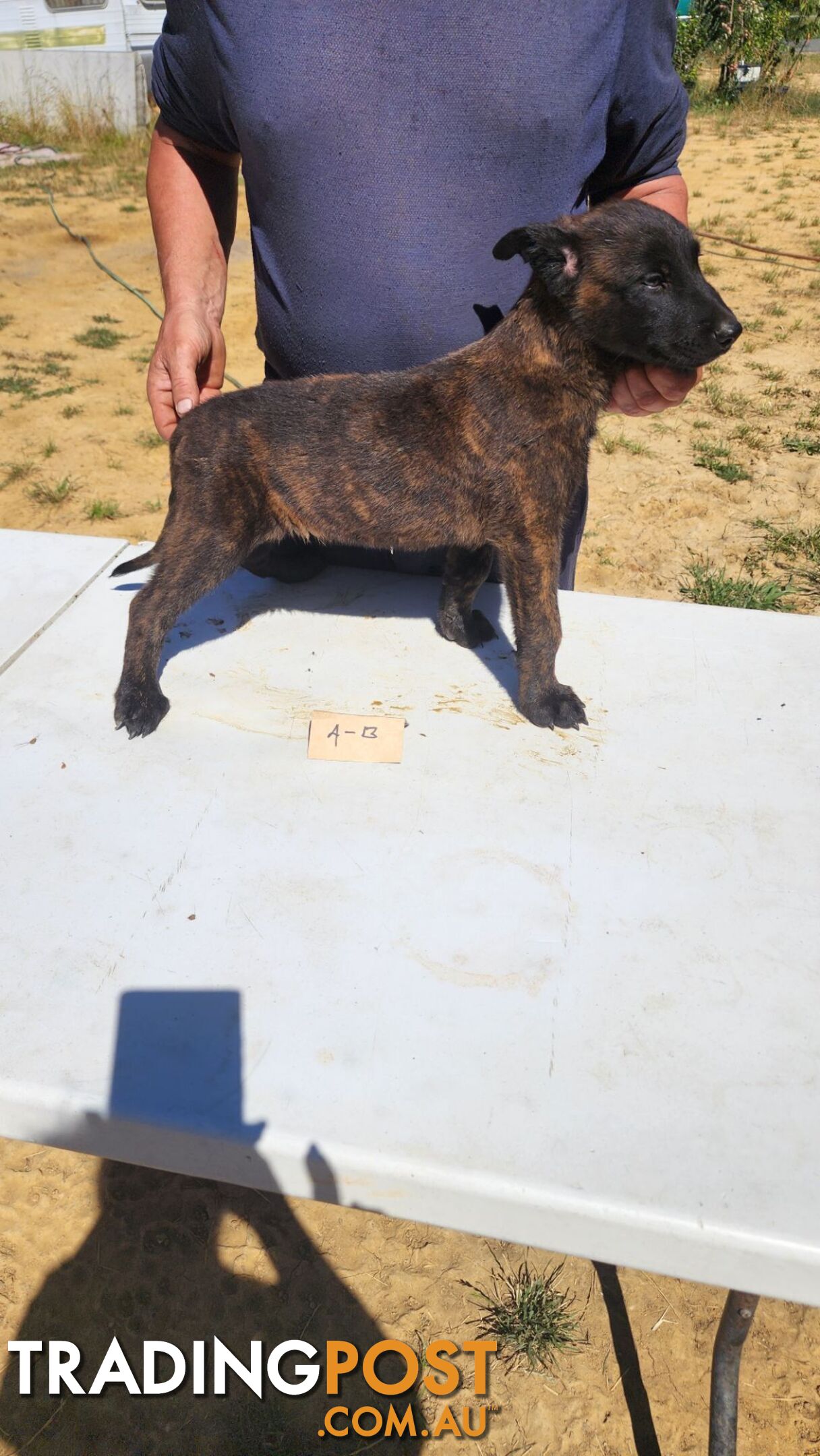 Dutch Shepherd Puppies - Belgian Shepherd/ Malinois