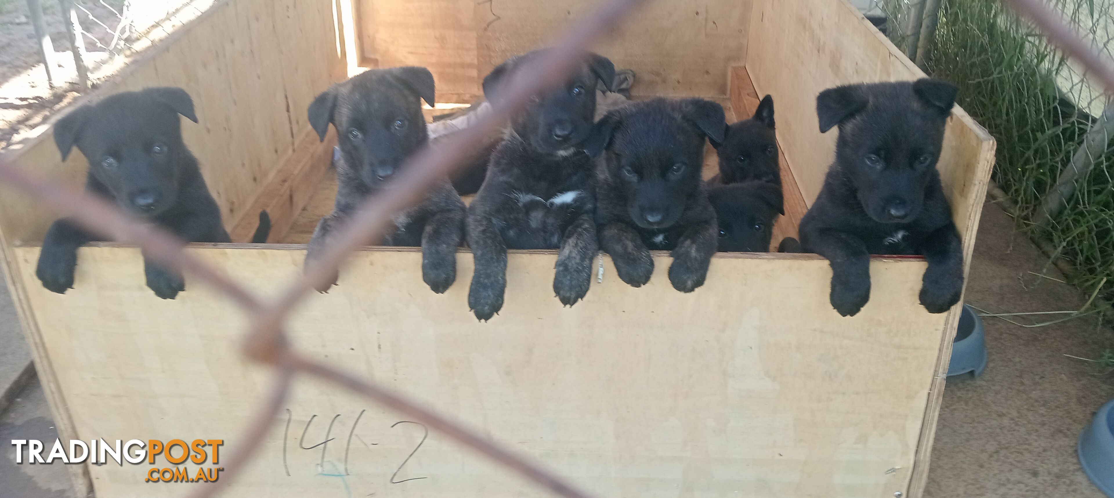 Dutch Shepherd Puppies - Belgian Shepherd/ Malinois